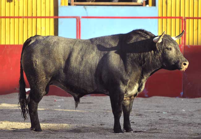 La presencia de uno de los toros