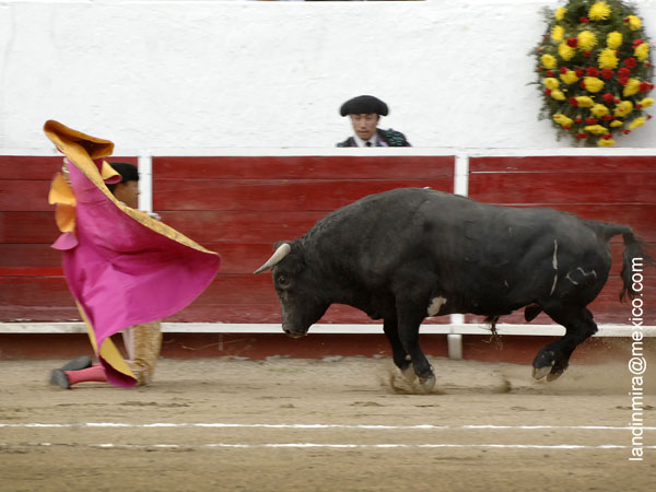 Larga de hinojos