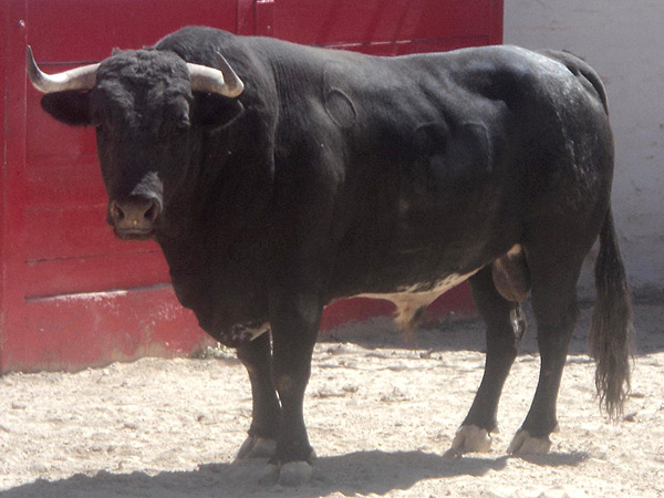 No. 67, negro entrepelado, 545 kg.