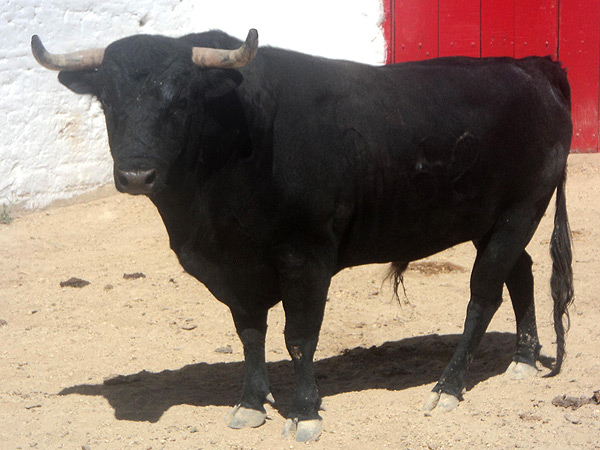 No. 62, negro bragado, 470 kg.