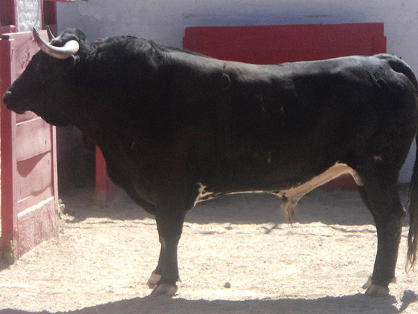 No. 42, negro bragado, 495 kg.