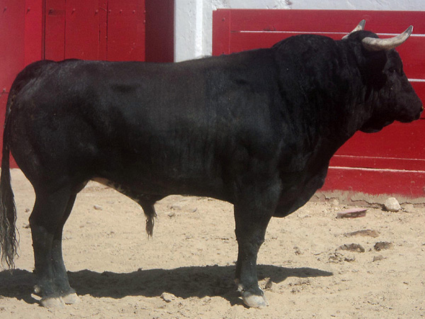 No. 30, negro entrepelado, 485 kg.