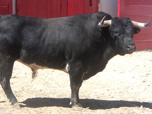 No. 21, negro entrepelado, 485 kg.