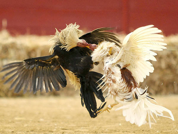 La pelea de gallos