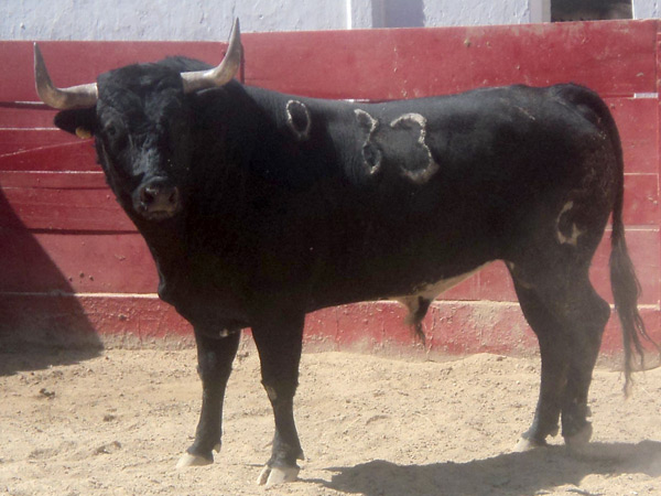 No. 83, negro bragado, 495 kg.