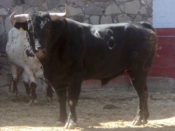 No. 48, negro zaino, 540 kg.