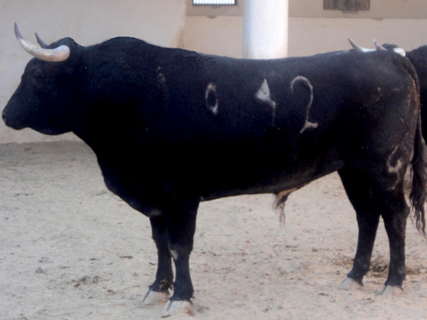 No. 42, negro meano, 490 kg.