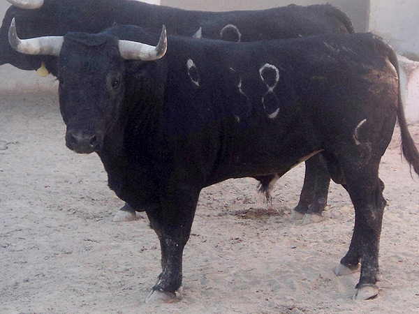 No. 38, negro meano, 485 kg.