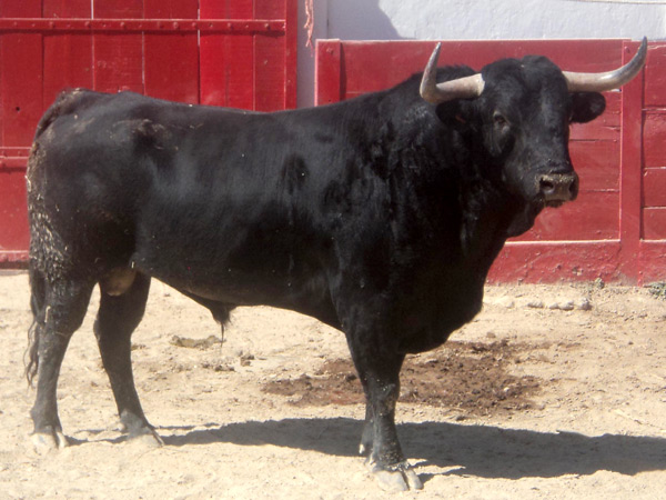 No. 16, negro listn, 510 kg.