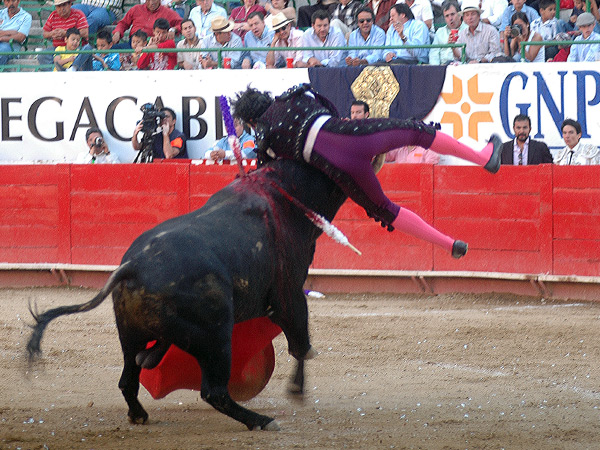 El pitn hundido en la pierna