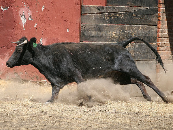 Sale la primera