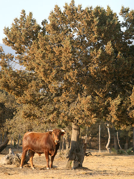 Campo Bravo