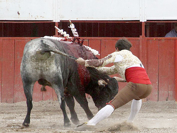 El rabillador portugus