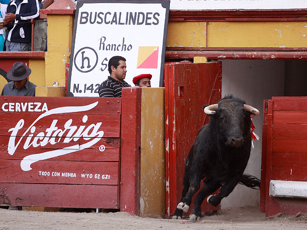 Un toro de verdad