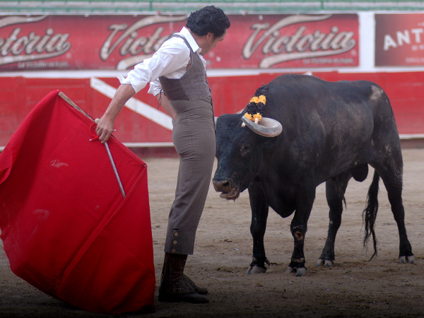 Metido entre los pitones