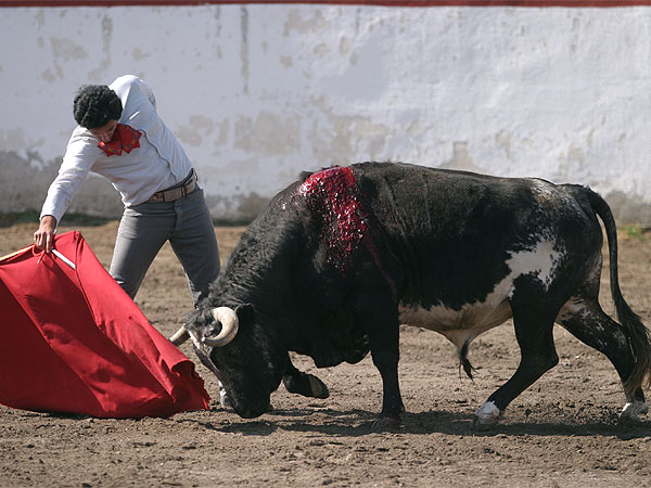 El prototipo del toro mexicano