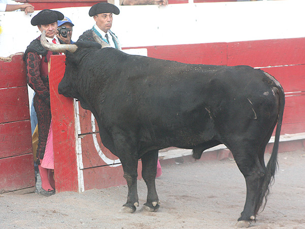 Un pedazo de toro