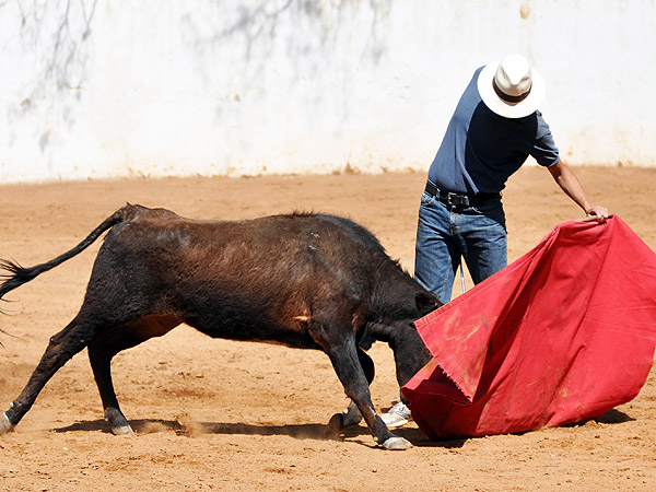 Delante de la becerra