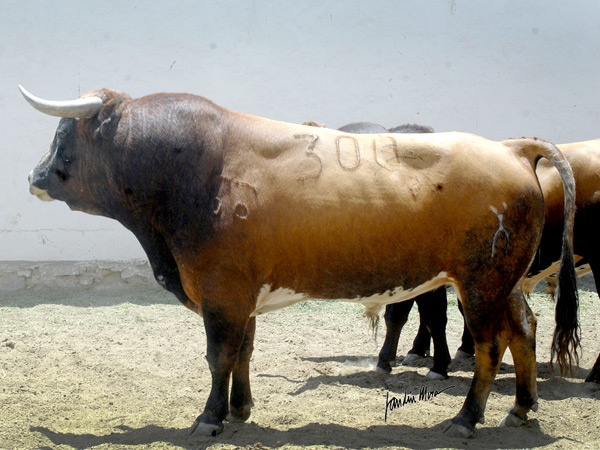 No. 303, colorado bragado