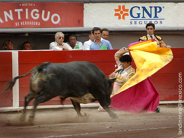 Larga de hinojos