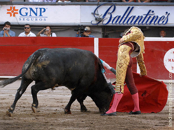 Un nuevo matador de toros