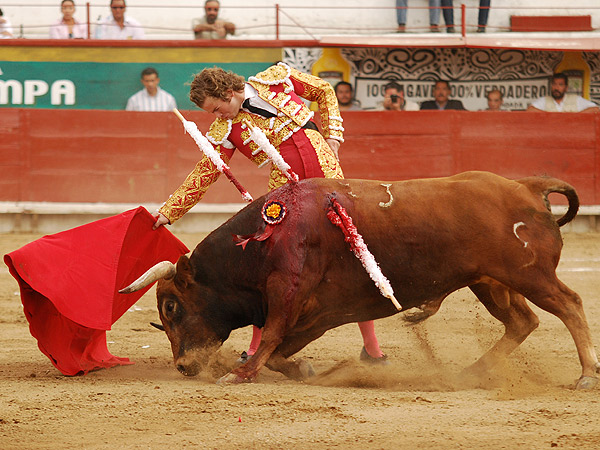 El toro, codicioso