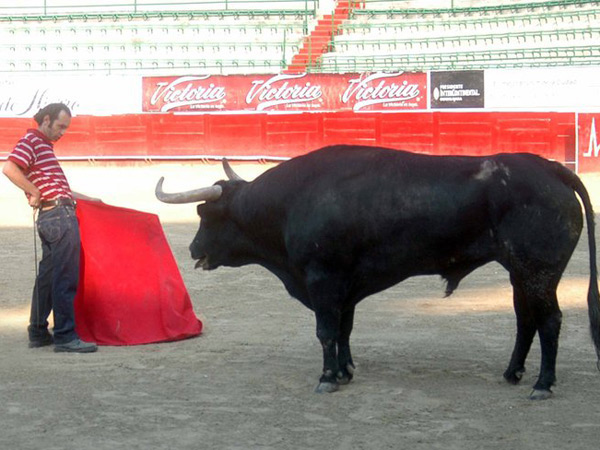 Ante un torote de La Cardenilla