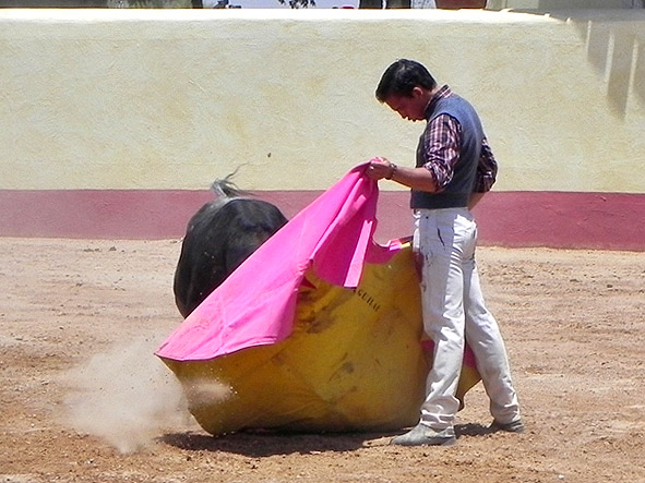 Recibiendo al novillo