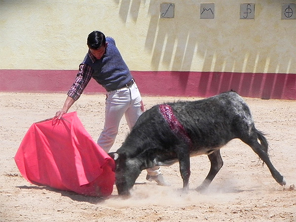 Asentado con la vaca