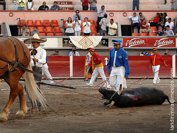 Palmas en el arrastre