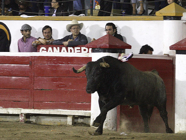 Una feria con toros de verdad