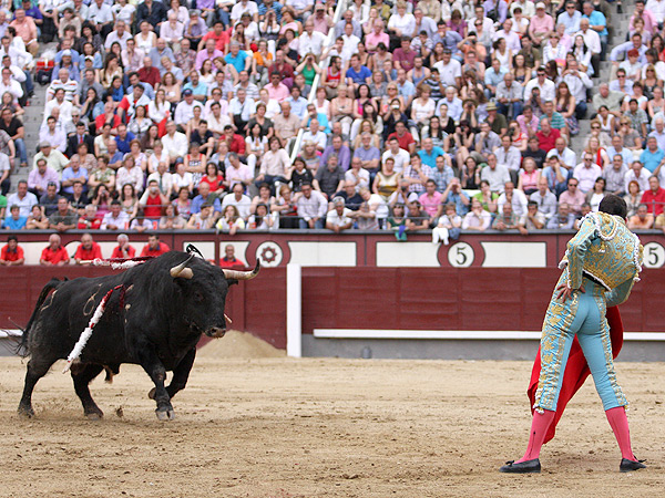 Dejando ver al toro de Los Chospes