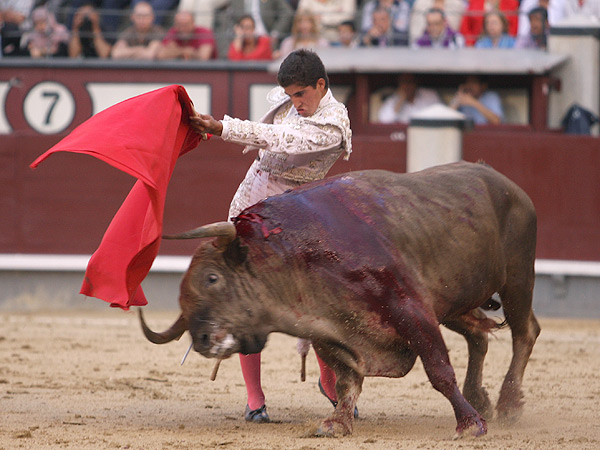 El novillo mantuvo la transmisin