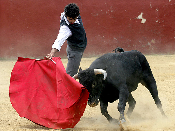 Juan Pablo y su novillo