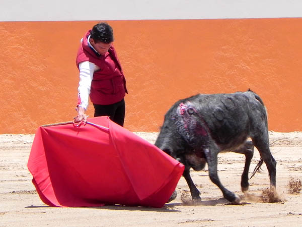 Entregada la vaquilla