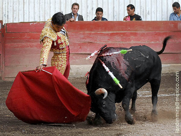 Tirando del ejemplar