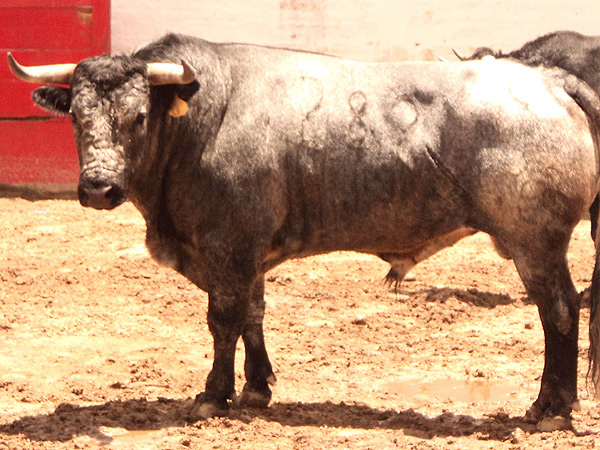 No. 282, crdeno claro, 455 kg.