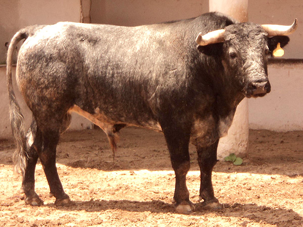 No. 297, crdeno, 405 kg.