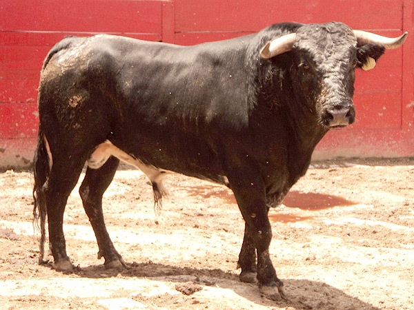 No. 314, negro nevado, 450 kg.