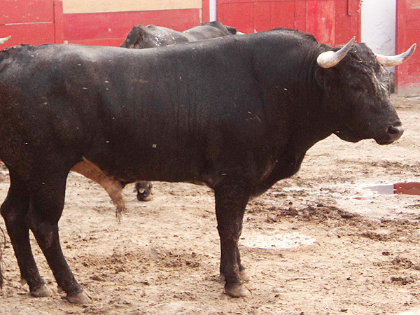 No. 340, negro caribello, 470 kg.