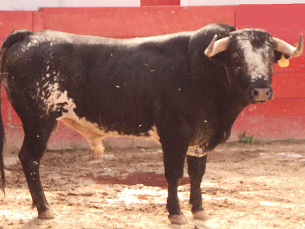 No. 349, negro burraco, 430 kg.