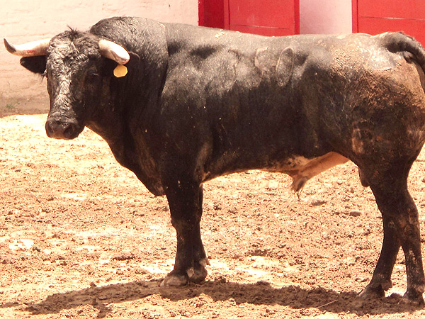 No. 350, negro entrepelado, 460 kg.