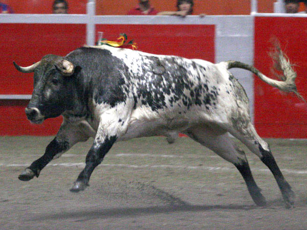 Vistoso berrendo de Coyotepec