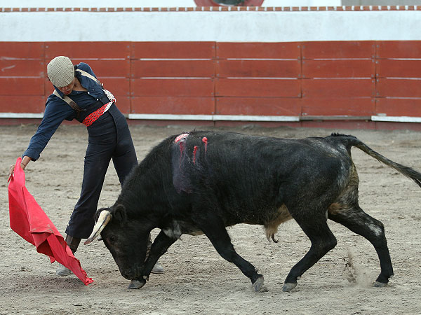 Novillo de Magadalena Gonzlez