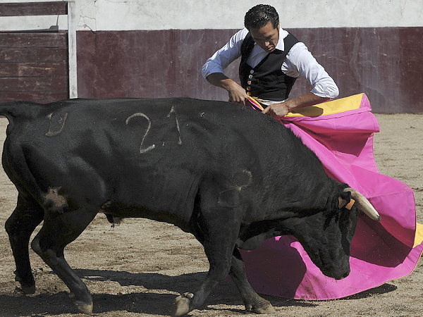 Tienta en Sevilla