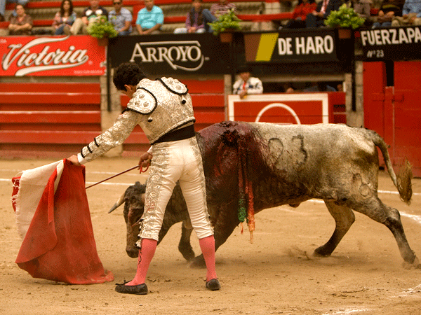 El novillo se quedaba