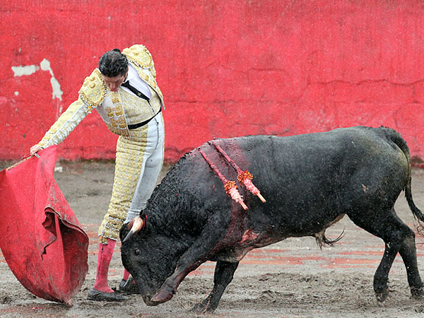 Fijo en la muleta de Ochoa