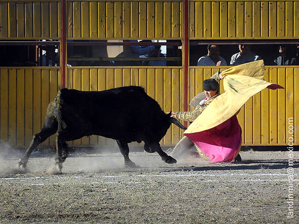 Larga de hinojos