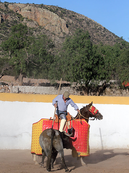 Campo bravo mexicano