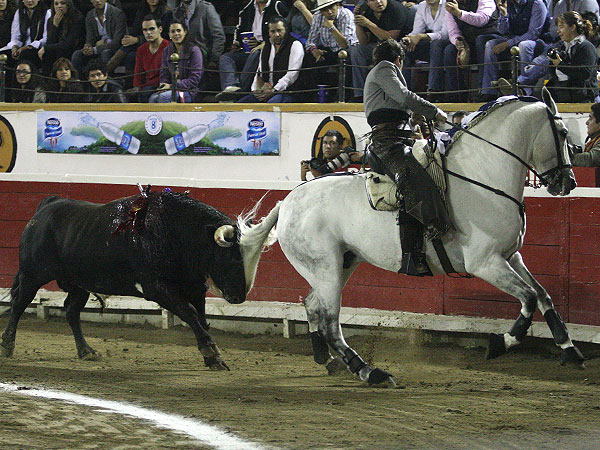 Con el rabo en el testuz